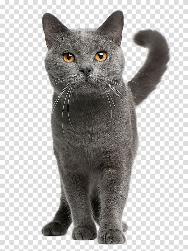 Kitten Chartreux Dog Domestic short-haired cat Pet, kitten transparent background PNG clipart