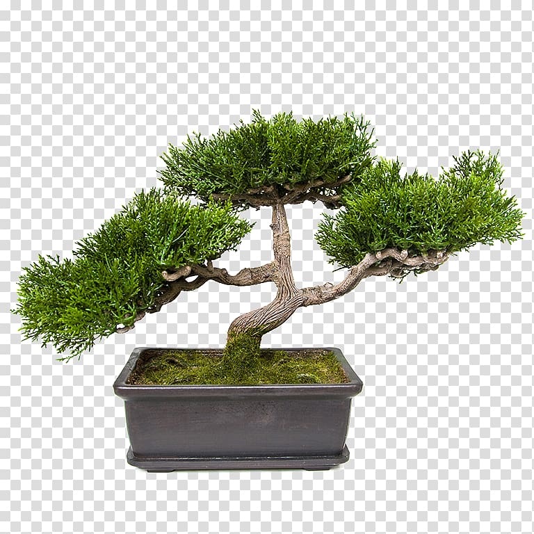 Succulent plant Penjing Tree Bonsai, plant transparent background PNG clipart