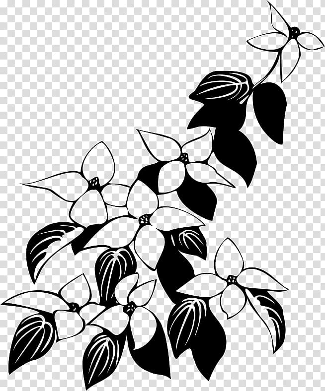 Kousa dogwood Flowering dogwood mboni landscapers & projects, flowers line drawing transparent background PNG clipart