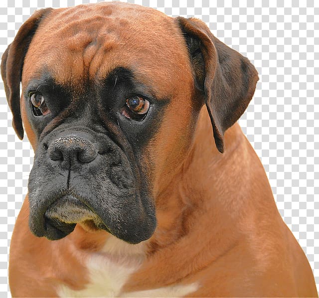 Boxer Puppy High-definition television Dog breed , Orange dog transparent background PNG clipart