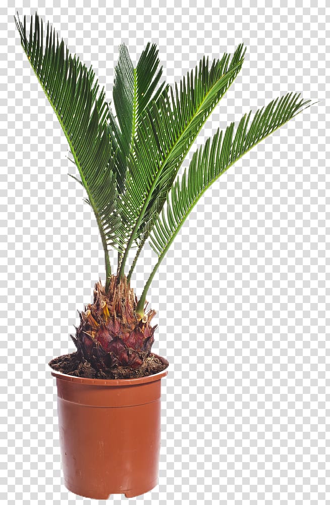 Arecaceae Canary Island date palm Rhapis excelsa Seed, plant growth transparent background PNG clipart