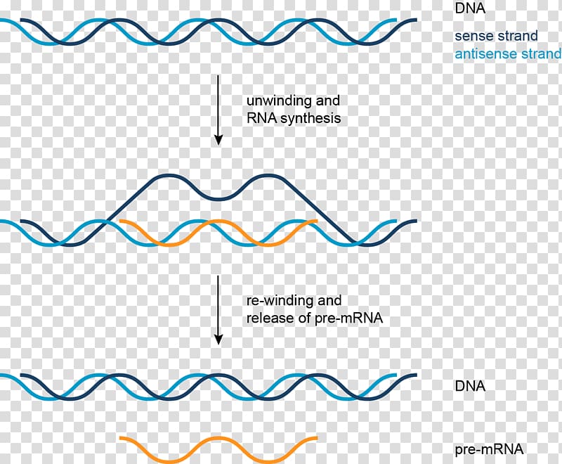 Transcription DNA Coding strand Nucleic acid RNA, others transparent background PNG clipart