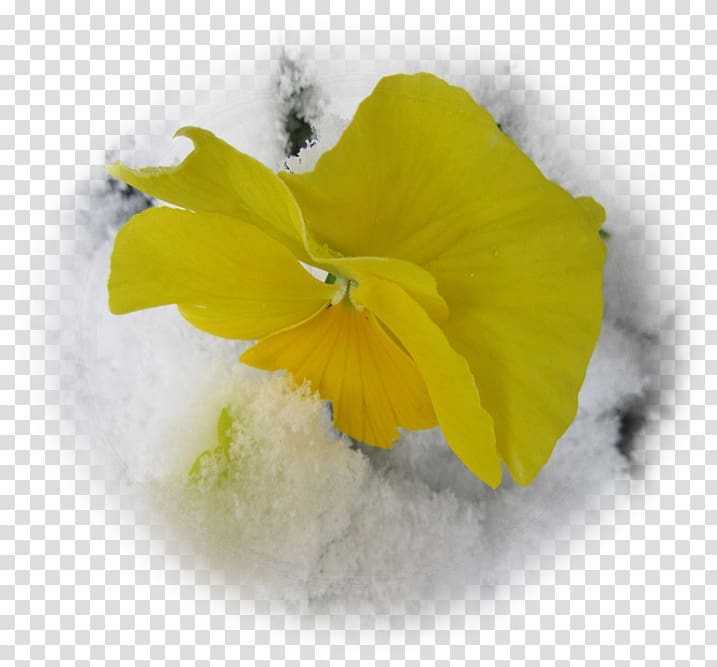 Pansy Close-up, Bono transparent background PNG clipart
