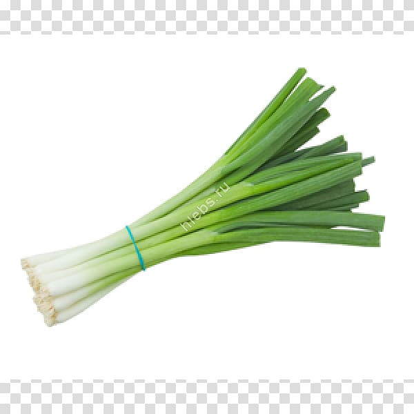 Scallion Onion Vegetable Green bean, onion transparent background PNG clipart