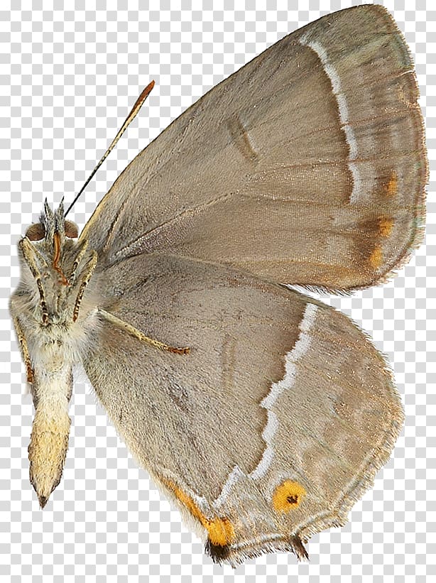 Gossamer-winged butterflies Silkworm Brush-footed butterflies Purple hairstreak Oak, quercus transparent background PNG clipart