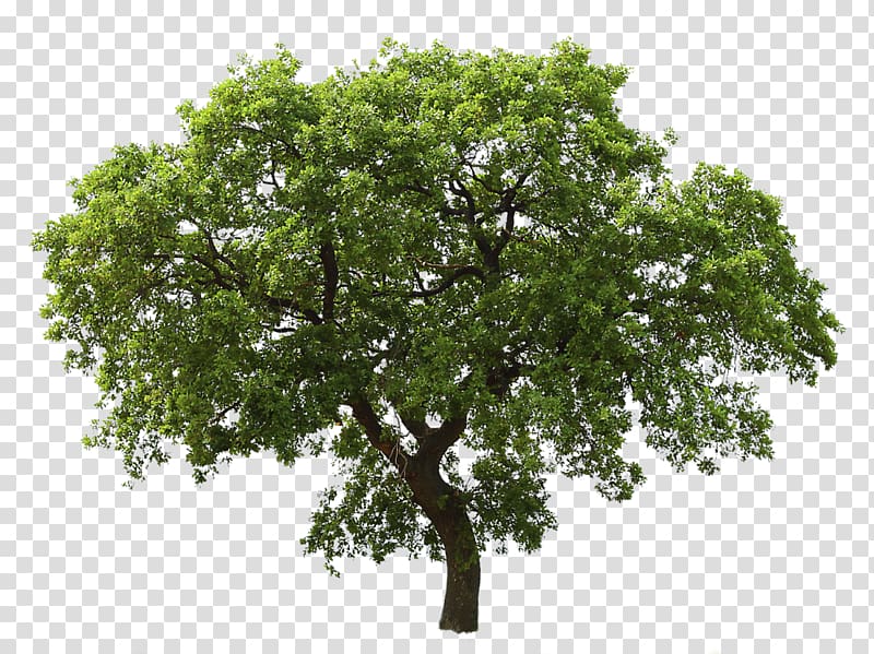 Tree Oak, tree transparent background PNG clipart