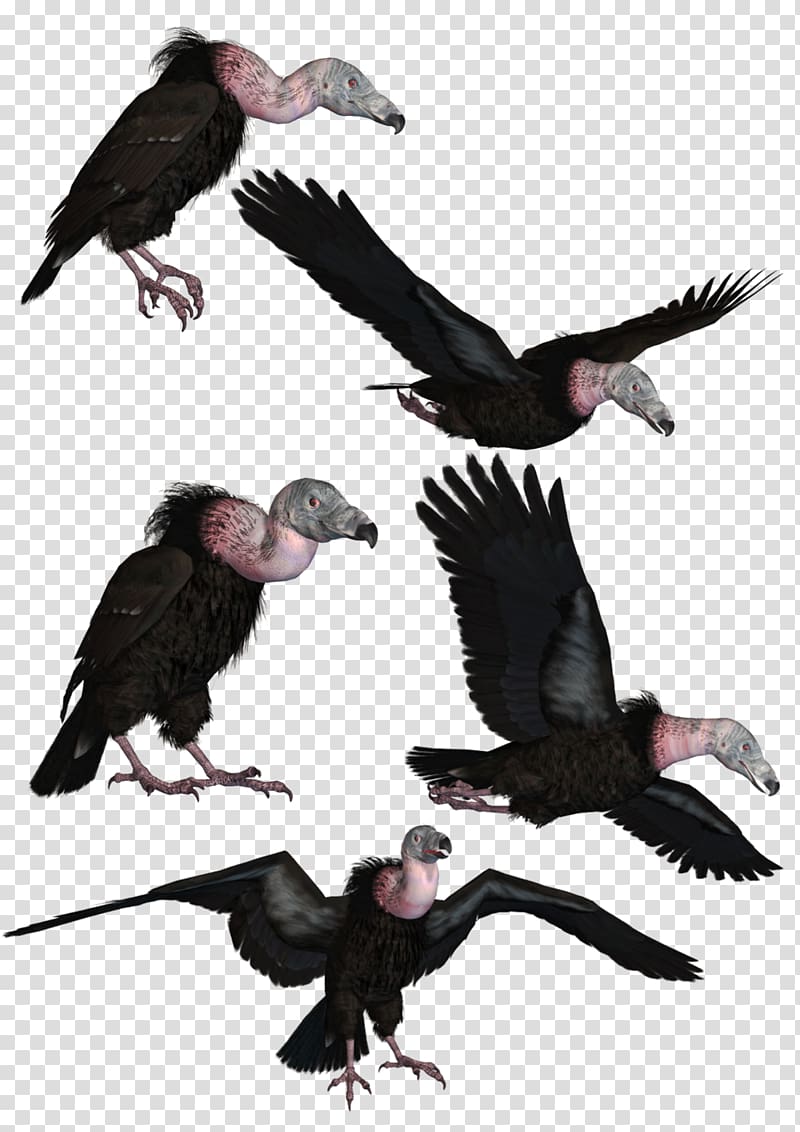 Bird Turkey vulture Beaky Buzzard, vulture transparent background PNG clipart