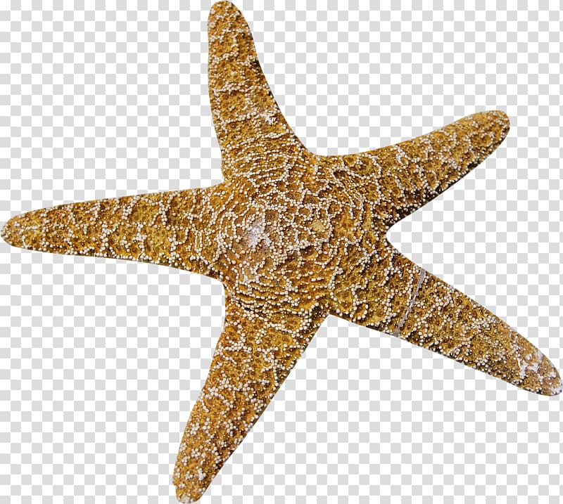 Starfish Cartoon , starfish transparent background PNG clipart