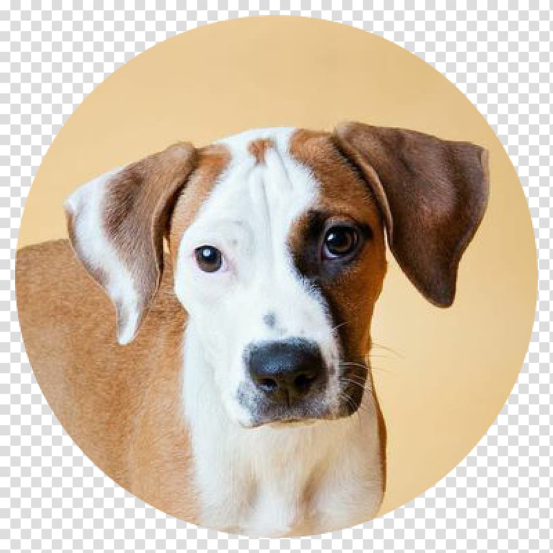 Dog breed English Foxhound American Foxhound Treeing Walker Coonhound Harrier, Cat transparent background PNG clipart