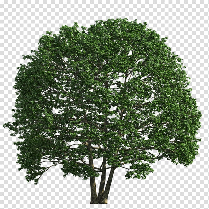 Shrub Tree English oak, tree transparent background PNG clipart