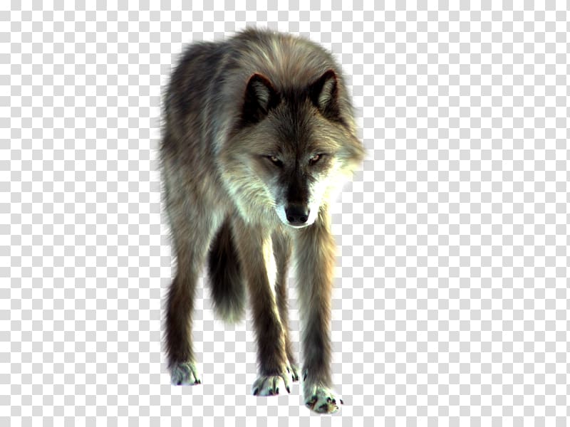 Gray wolf White Fang Fur Wildlife Paperback, Wolf transparent background PNG clipart