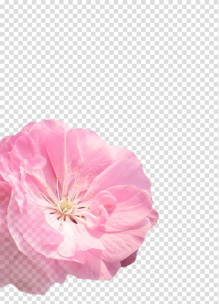 Flowers material transparent background PNG clipart