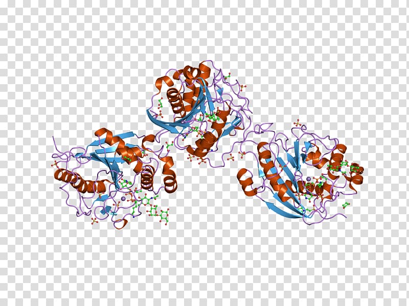 B4GALT1 Galactosyltransferase Alpha-lactalbumin Lactose synthase Protein Data Bank, others transparent background PNG clipart