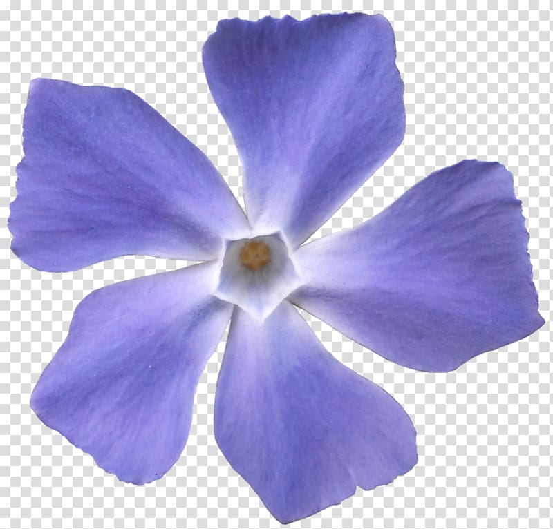 Viola sororia Flower Violet Blue Purple, violet transparent background PNG clipart