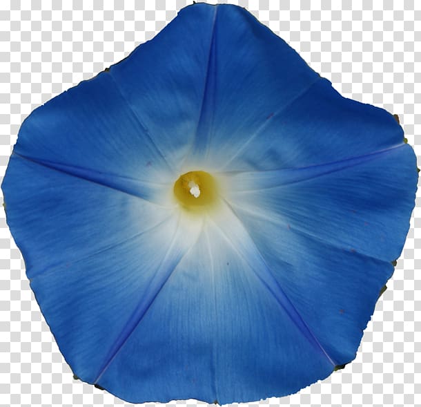 Turbina corymbosa Morning glory Psychoactive plant Ergine Plants, transparent background PNG clipart