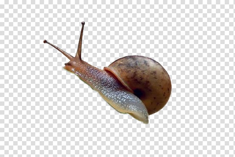 Pond snails Hyaluronic acid , Snail transparent background PNG clipart