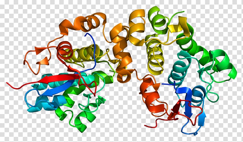 Desmoplakin Laminin Desmosome Structure Plakoglobin, protein cartoon transparent background PNG clipart