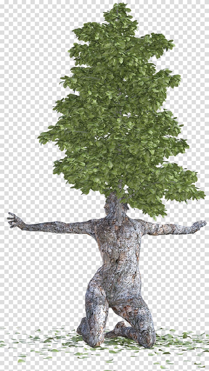 Spruce Trunk Bark Tree Wood, tree transparent background PNG clipart