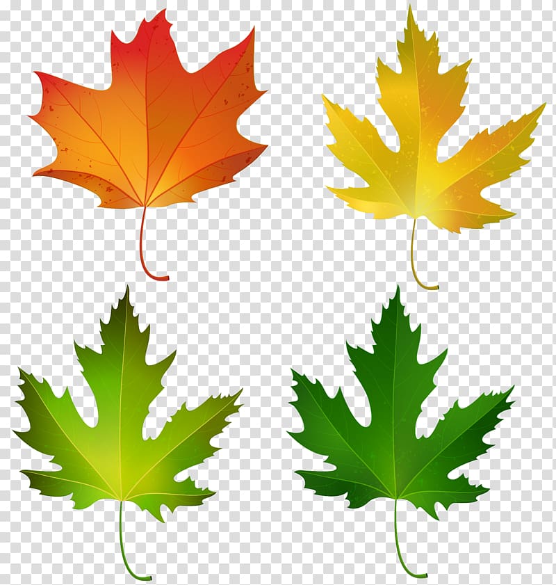 Sugar maple Maple leaf Autumn , leaves transparent background PNG clipart