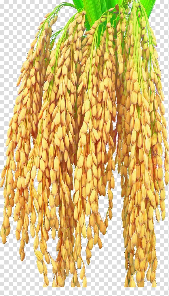 Rice Harvest Maize, Rice bow transparent background PNG clipart