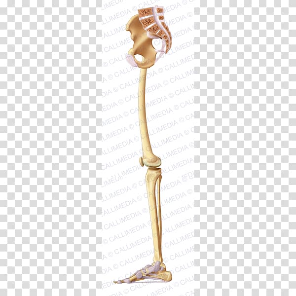 Joint Human leg Upper limb Bone, osso transparent background PNG clipart