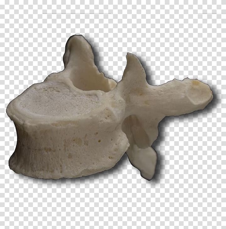 Thoracic vertebrae Vertebral column Cervical vertebrae Lumbar vertebrae, Vertebra Prominens transparent background PNG clipart