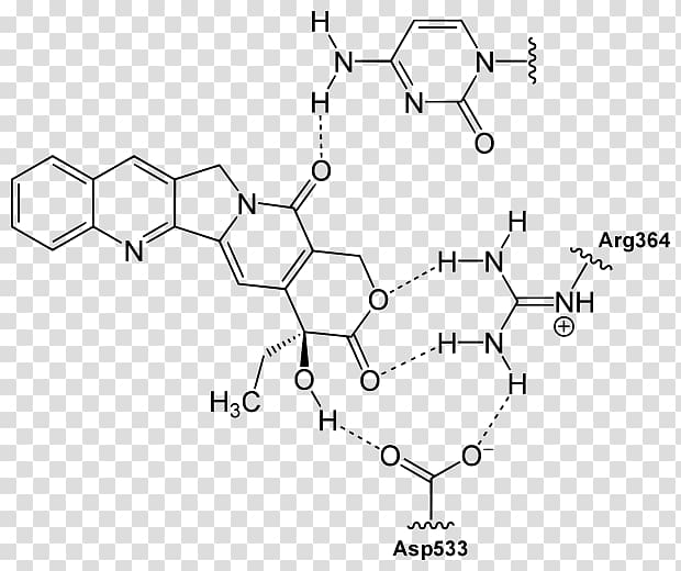 Camptothecin Structure Quinoline Alkaloid Chemistry, BINDING transparent background PNG clipart