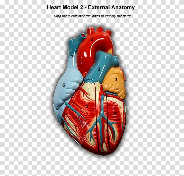 Human Anatomy & Physiology II Heart Organ, human heart transparent background PNG clipart