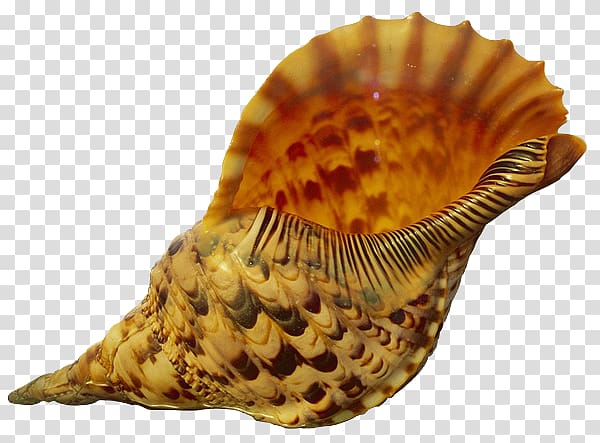 Sea urchin Seashell Conch Invertebrate, seashell transparent background PNG clipart