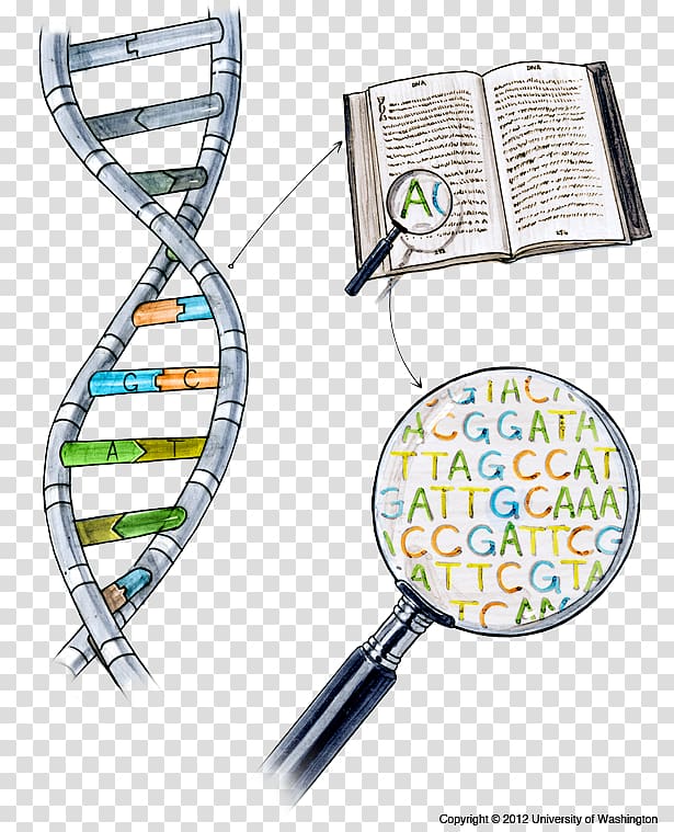 DNA sequencing Nucleic acid sequence Dolan DNA Learning Center, others transparent background PNG clipart