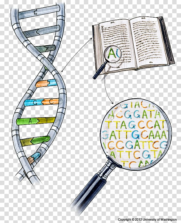 dna-sequencing-nucleic-acid-sequence-dolan-dna-learning-center-others