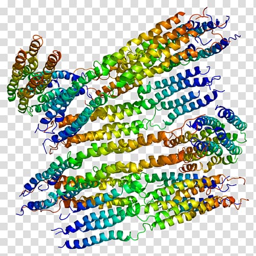 APOA2 Apolipoprotein Gene, others transparent background PNG clipart