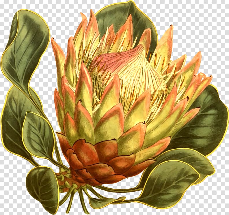Fynbos Protea cynaroides South Africa national cricket team Flower Curtis\'s Botanical Magazine, artichokes transparent background PNG clipart