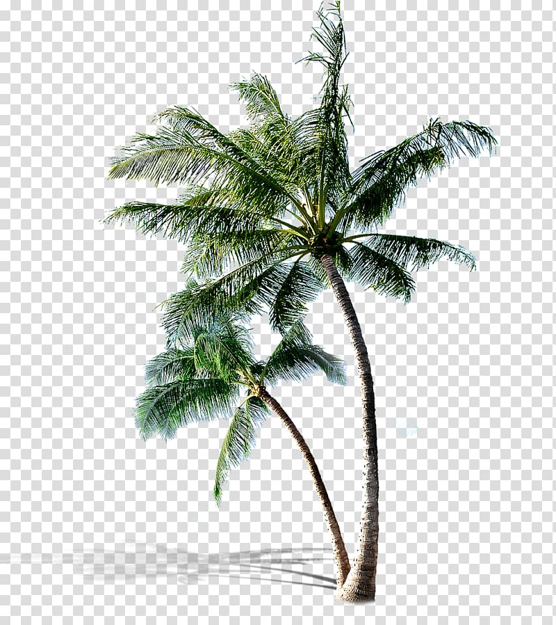 Tree , Fresh coconut transparent background PNG clipart