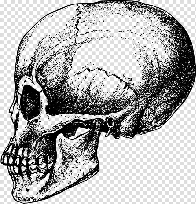 Human skull Bone Skeleton Jaw, skull transparent background PNG clipart