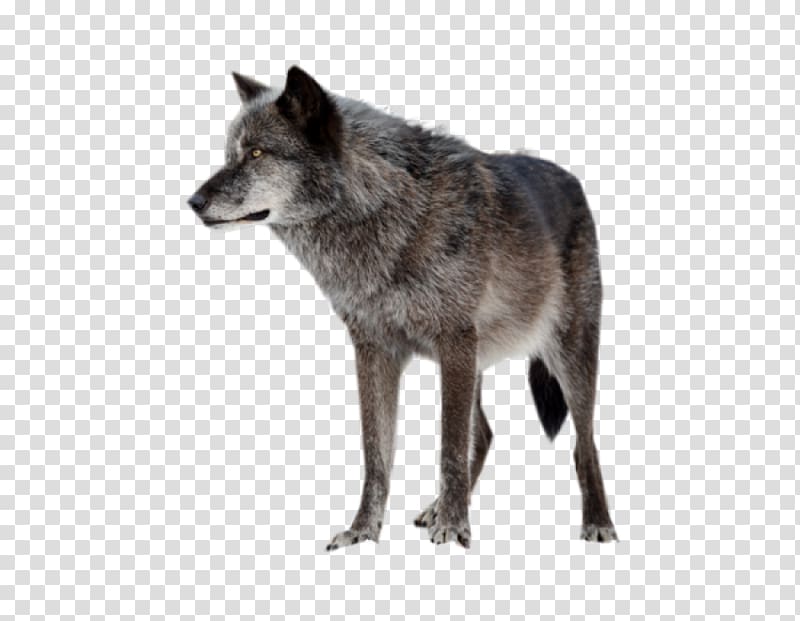 Arctic wolf Saarloos wolfdog, Wolf eye transparent background PNG clipart