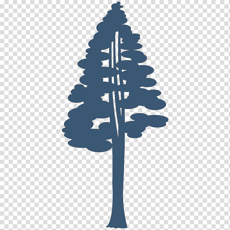 Coast redwood Giant sequoia Drawing Silhouette , department of forestry transparent background PNG clipart
