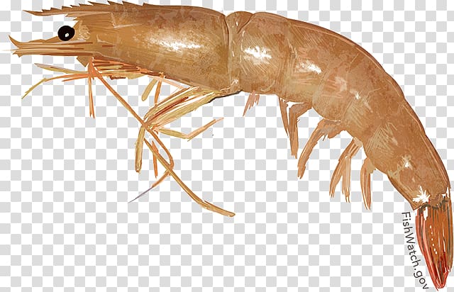 Crangon crangon Caridea White shrimp Farfantepenaeus aztecus, Seafood dish transparent background PNG clipart