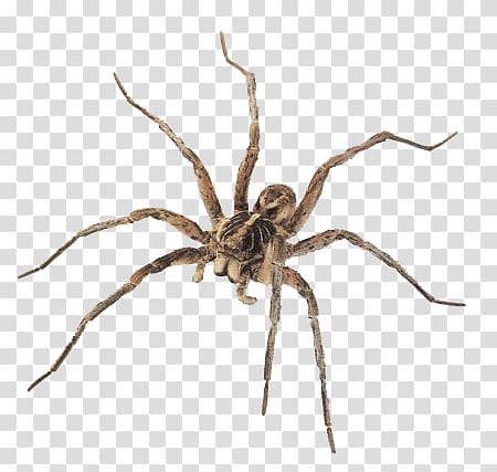 brown recluse spider, Brown Spider transparent background PNG clipart