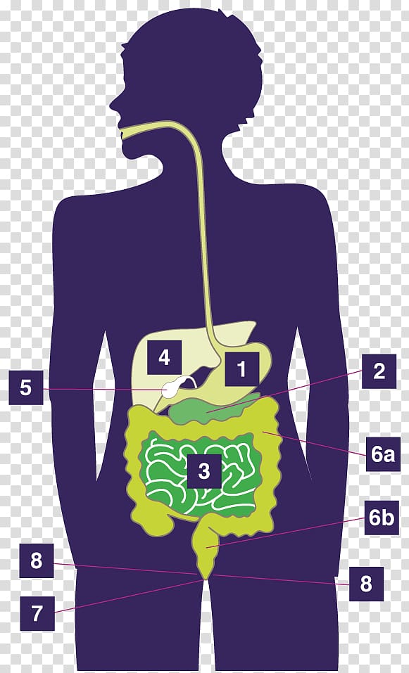 Large intestine Colorectal cancer Small intestine Colon cleansing Organ ...