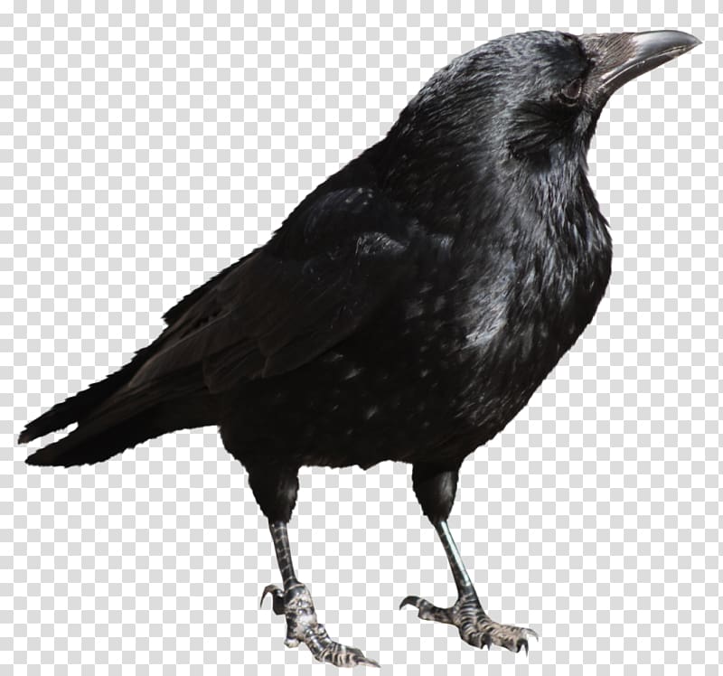 black crow, Bird , Crow transparent background PNG clipart