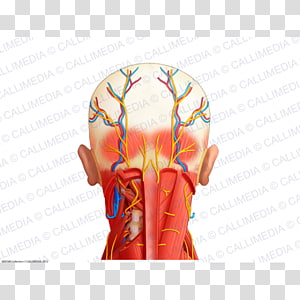 Nerve Blood vessel Muscle Shoulder Neck, blood vessels transparent background PNG clipart thumbnail