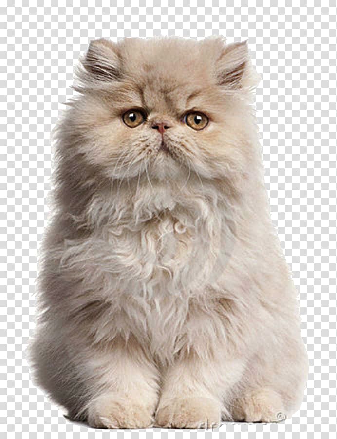 white Persian cat, Persian cat Maine Coon Birman Kitten Pet, persian transparent background PNG clipart