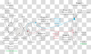 Line Angle Diagram, line transparent background PNG clipart thumbnail