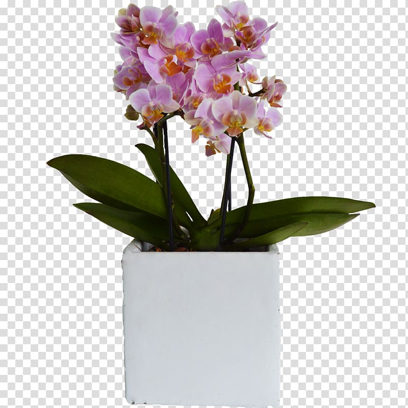 Moth orchids Flowerpot Cattleya orchids Plant, plant transparent background PNG clipart
