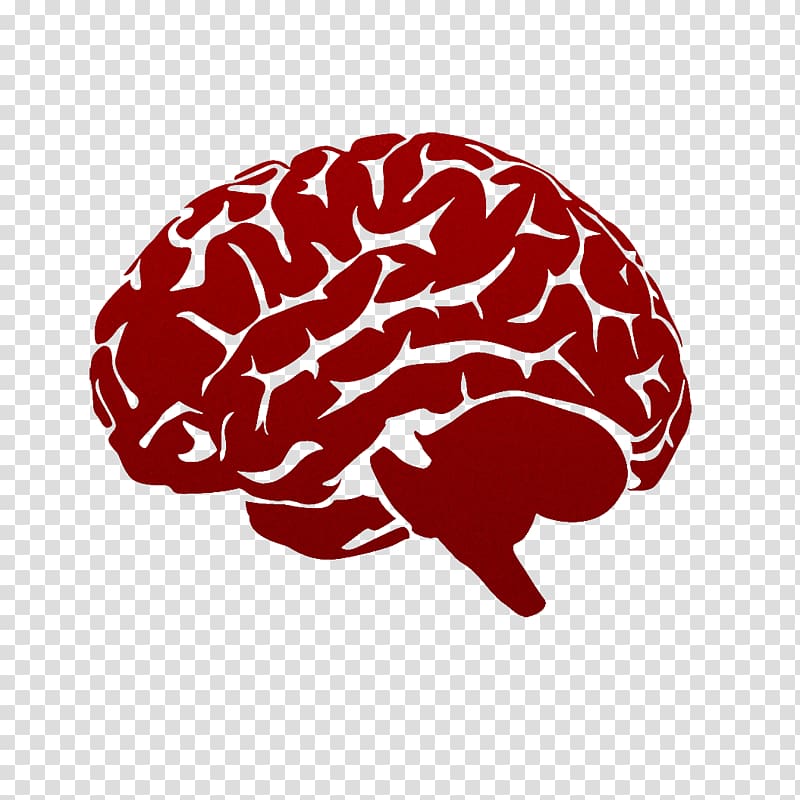 Lateralization of brain function Human brain High-definition television , Abstract brain pattern transparent background PNG clipart