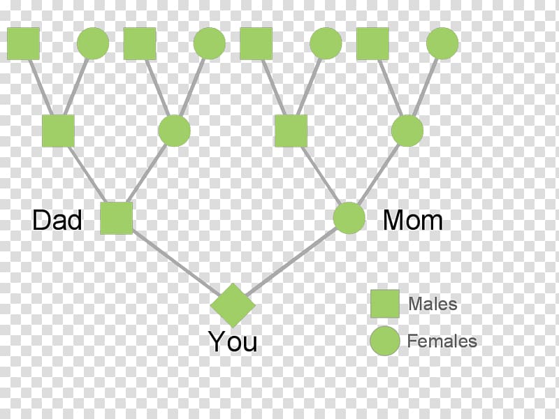 Ancestor Family tree Lineage Evolution, Family transparent background PNG clipart