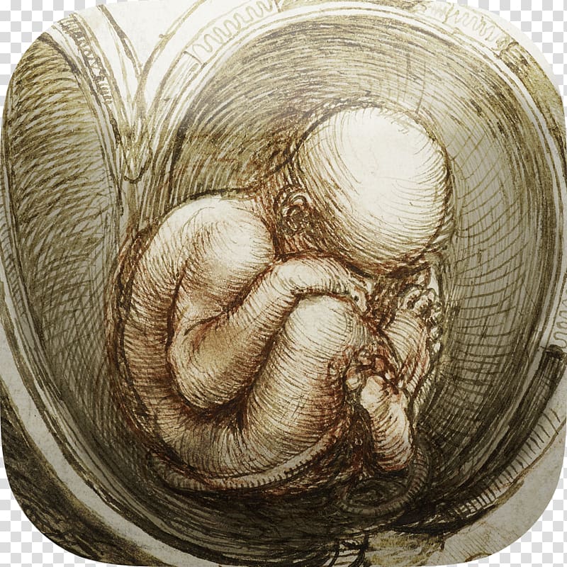 Vitruvian Man Studies of the Fetus in the Womb Renaissance Anatomical Drawings Anatomy, painting transparent background PNG clipart