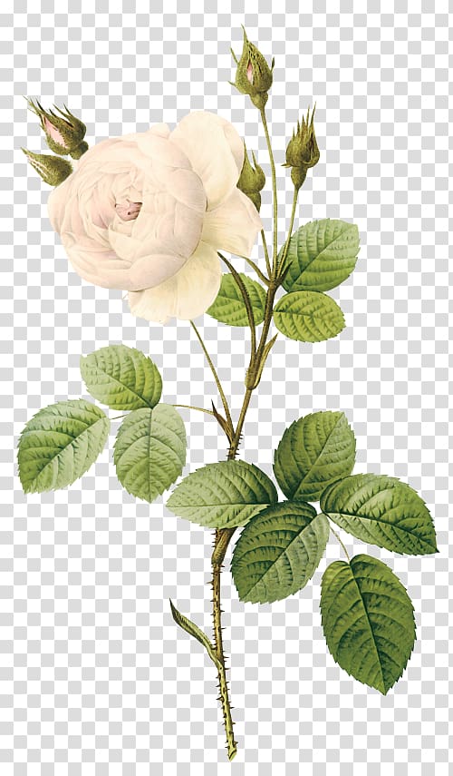 white flower , Moss rose Flower Botanical illustration Botany Illustration, White roses transparent background PNG clipart