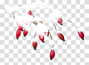 Petal Encapsulated PostScript , others transparent background PNG clipart thumbnail